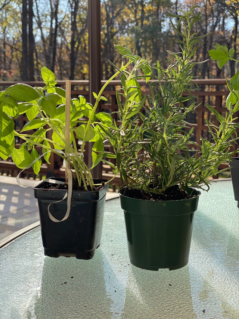 Live Herb Plants Parsley Mint Basil Green Onion Etsy