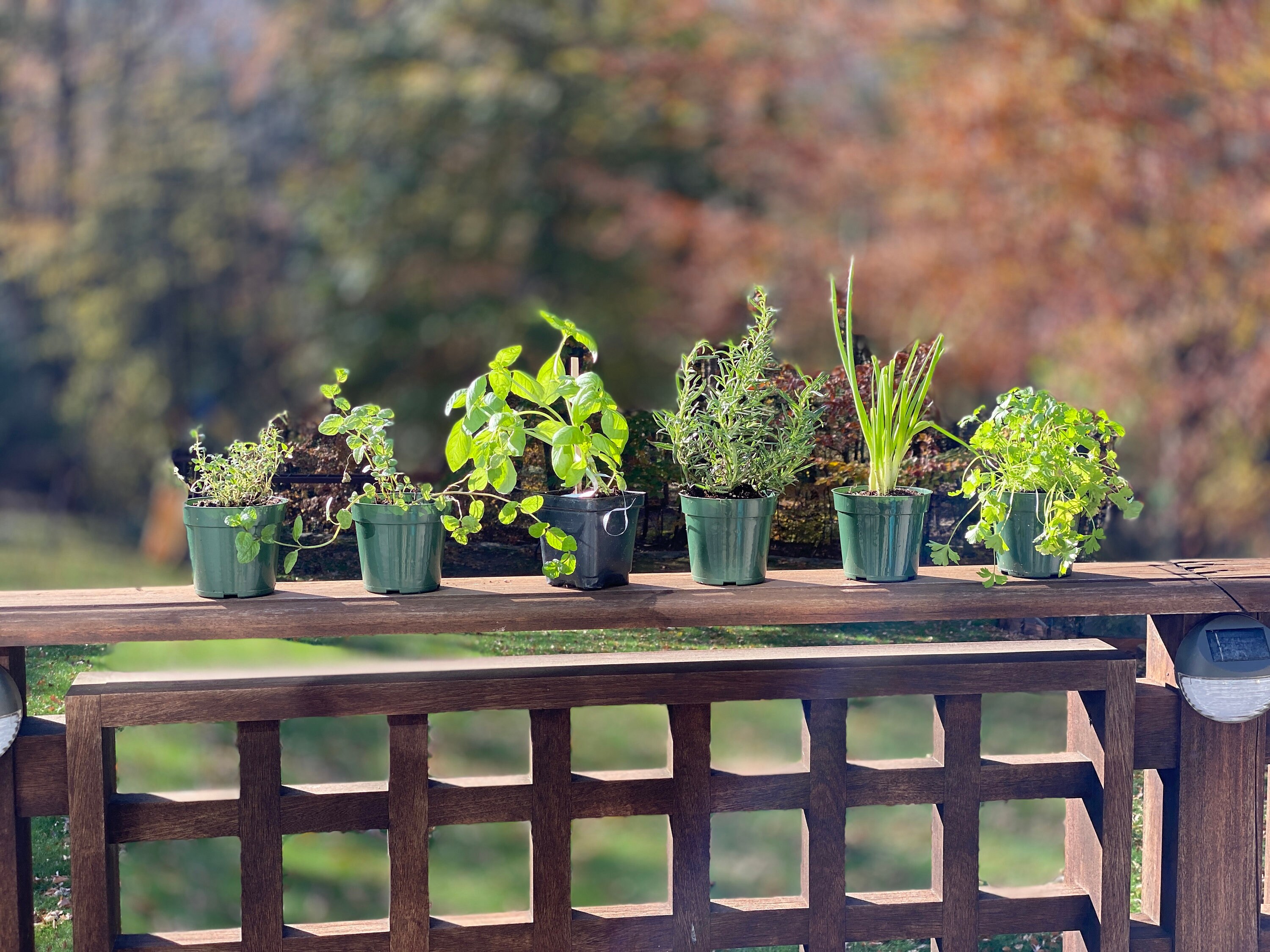 Potted Herb Plants Etsy