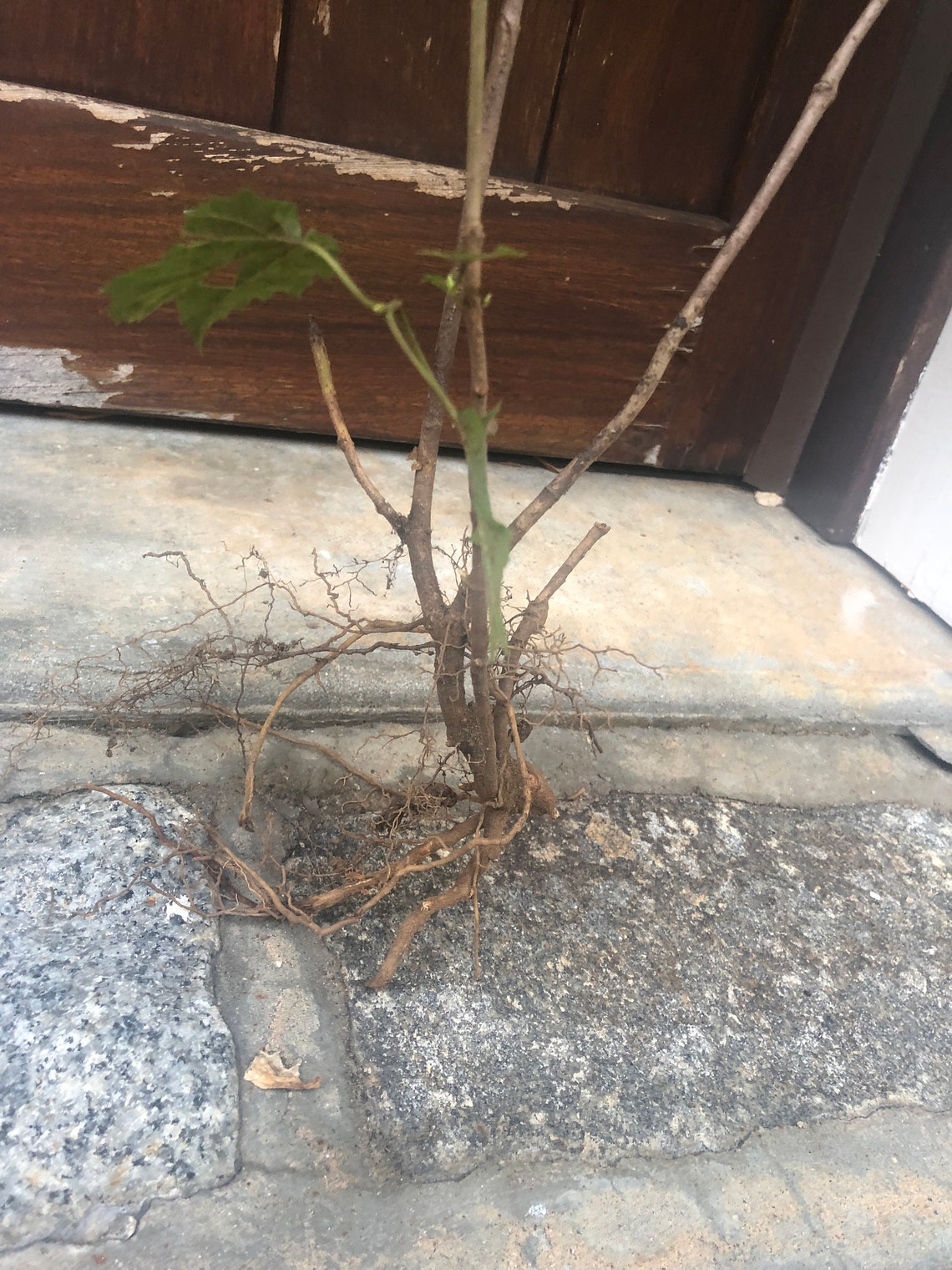 best potting medium for sugar maple trees