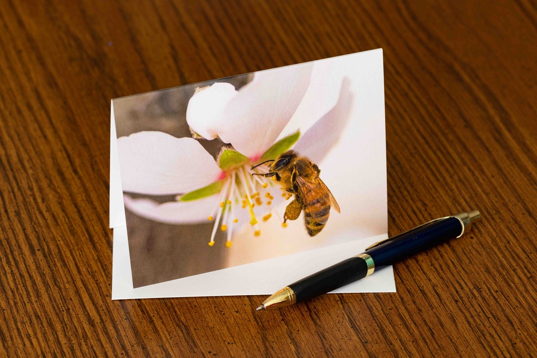 10 Blank Photo Note Cards almond Blossom Bee Etsy