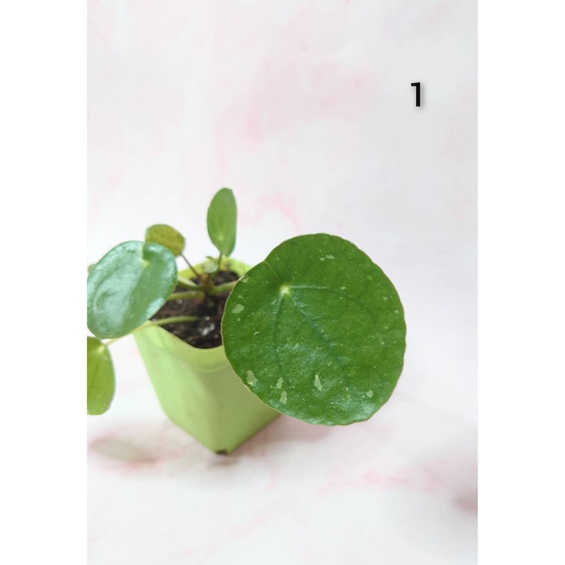Baby Pilea Peperomioides White Splash Baby Pilea Peperomioides White Splash