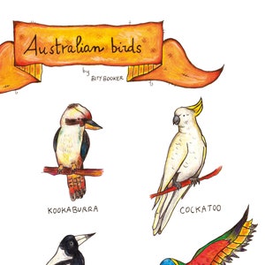 Impression d'art d'oiseaux australiens par Bity Booker / Illustration d'oiseaux / Art d'oiseaux / Amateur d'oiseaux / Oiseaux dessinés à la main /