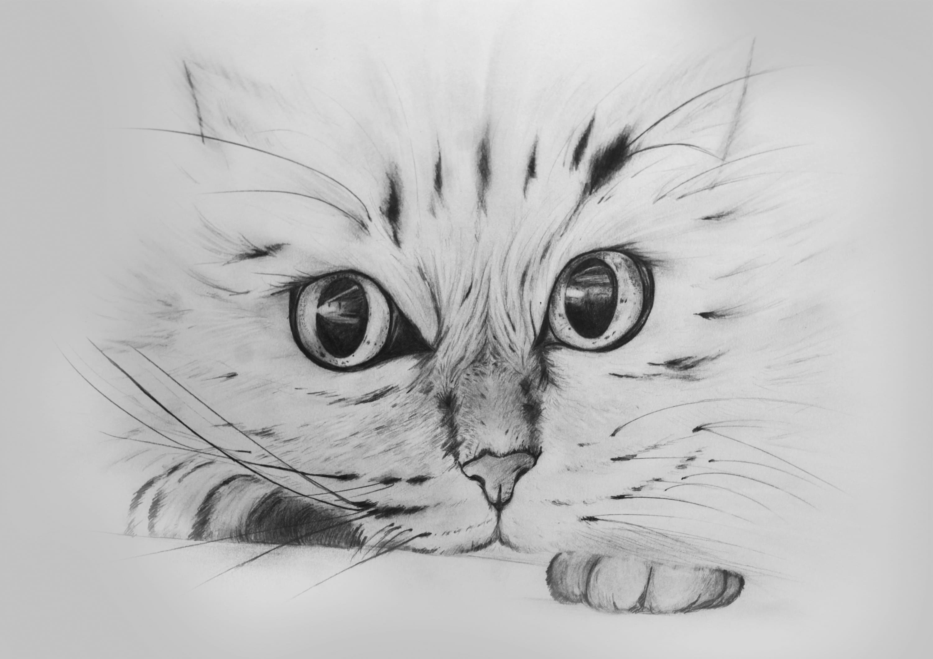 PRINT Original Pencil Drawing of Cute Cat Limited Edition Etsy