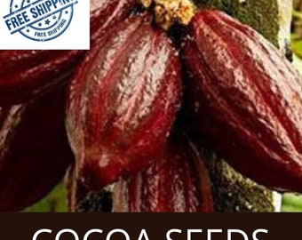 15 Fresh Sustainably-Grown Cacao Seeds from Puerto Rico Details about CACAO SEEDS 15 Fresh Sustainably-Grown Cacao Seeds from Puerto Rico Details about CACAO SEEDS