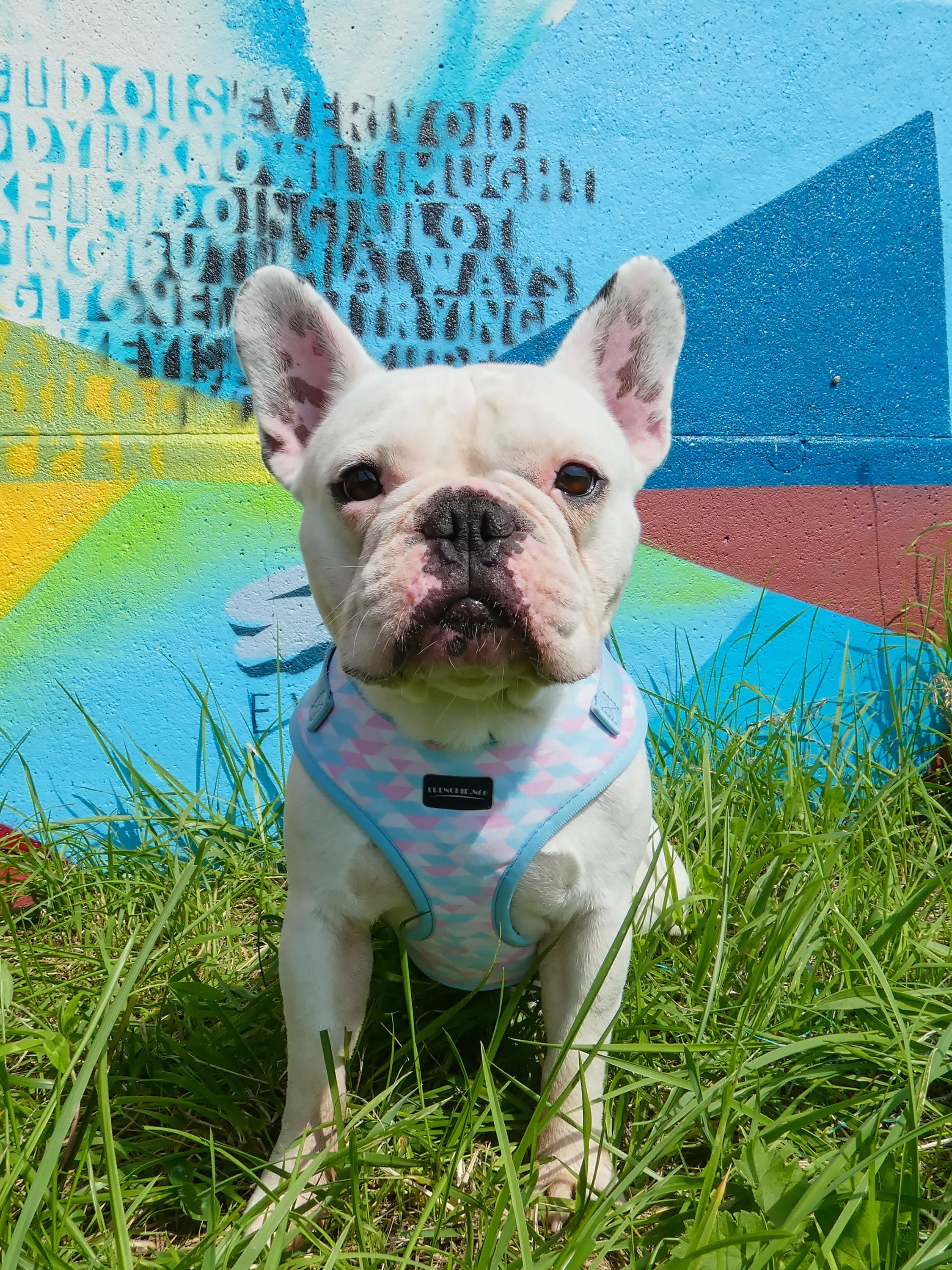 Harnais Ajustable Pink'n'blue