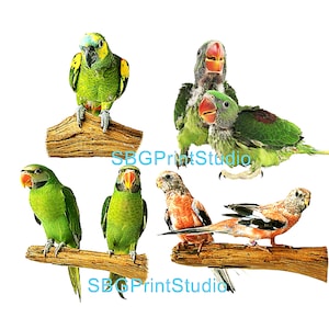 Trasferimenti per mobili Parrots, Decalcomanie ad acqua, Trasferimenti in vinile, Stampa lucida, Riciclo creativo di mobili