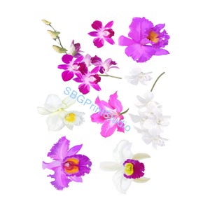 Purple Orchid, ,Flowers, Furniture , Waterslide, Vinyl, Print