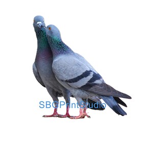 Pigeonm, Mobili, Trasferimenti per mobili, Decalcomanie ad acqua, Trasferimenti in vinile, Riciclo creativo dei mobili