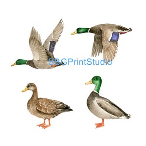 Four Ducks Decal Set: Furniture Transfers, Waterslide or Vinyl