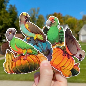 May include: A collection of colorful parrot stickers perched on pumpkins and gourds. The parrots feature shades of green, brown, and orange, with detailed feather patterns. The pumpkins are various shades of orange and yellow, creating a fall theme.