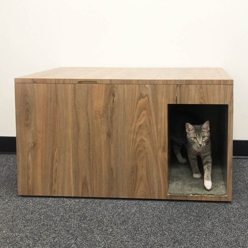 curio litter box