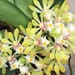 see more listings in the Miscellaneous orchids section