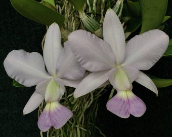 Cattleya walkeriana alba x coerulea - MULTIGROWTH plants MOUNTED to CORK