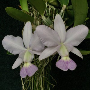 Cattleya walkeriana alba x coerulea MULTIGROWTH plants MOUNTED to CORK image 1