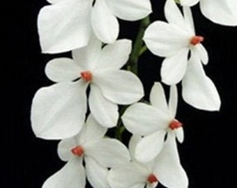 Aerangis luteoalba (Kraenzl.) Schltr. 1918 - MOUNTED RARE SPECIES Orchid