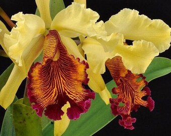 Cattleya dowiana var. aurea