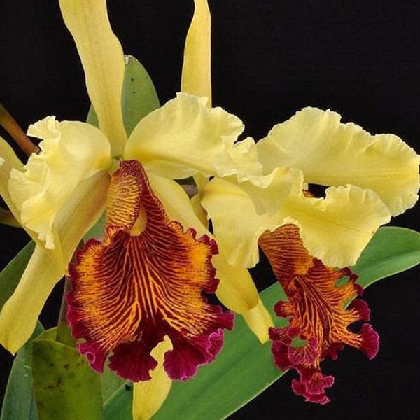 Cattleya dowiana var. aurea