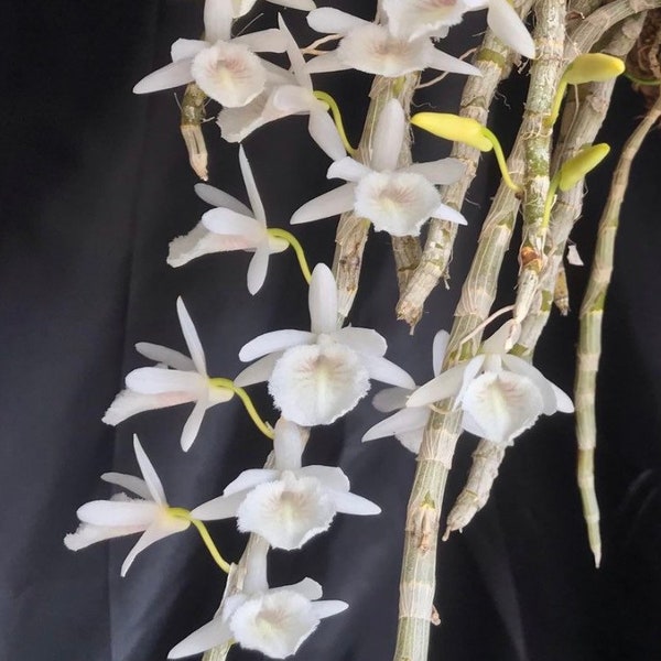 Dendrobium polyanthum (syn. cretaceum) - XL MOUNTED species ORCHID