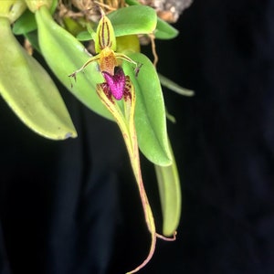 Bulbophyllum putidum LARGE MOUNTED Flowering size image 2