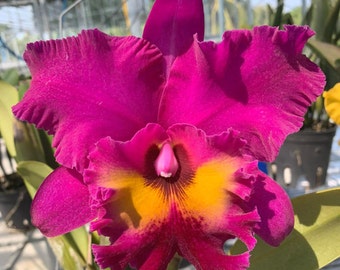 Rlc. Shang Ding 'Red Dragon' - BLOOMING SIZE bare root divisions