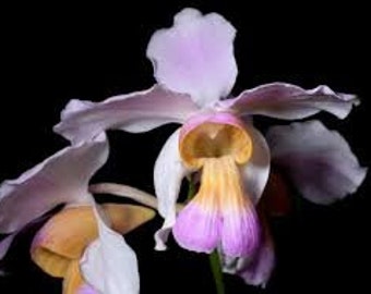 Papilionanthe teres - LARGE BAREROOT VANDA