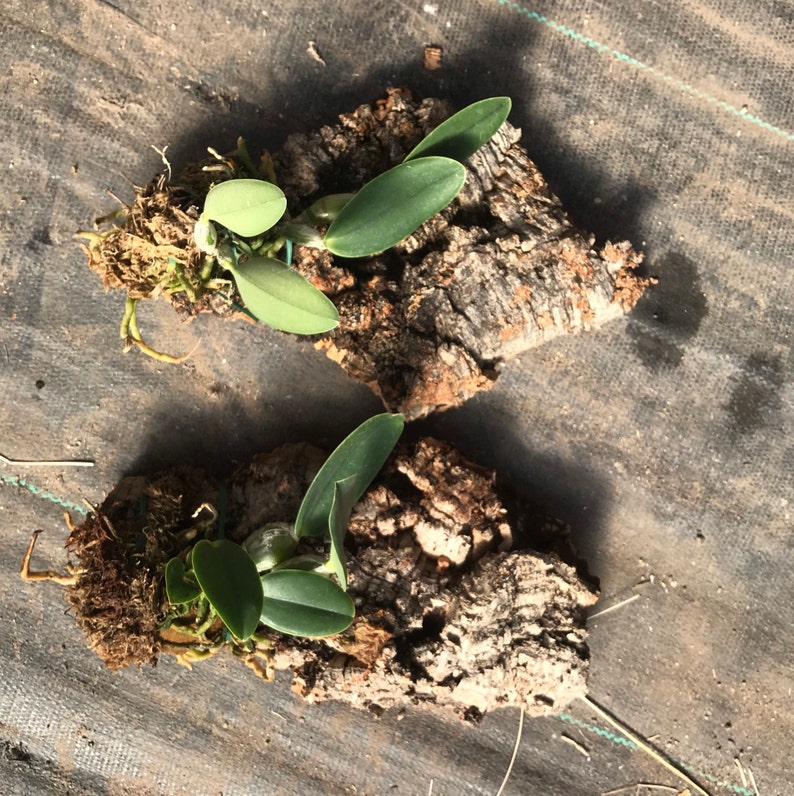 Cattleya walkeriana alba x coerulea MULTIGROWTH plants MOUNTED to CORK image 7