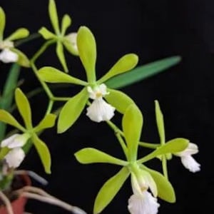 Encyclia tampensis v. alba- SELECT PARENTS RARE Color form! Native to Florida