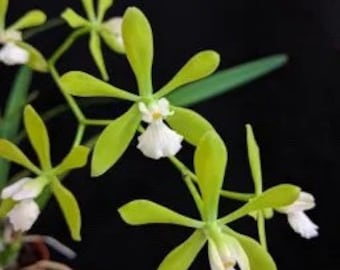 Encyclia tampensis v. alba- SELECT PARENTS RARE Color form! Native to Florida