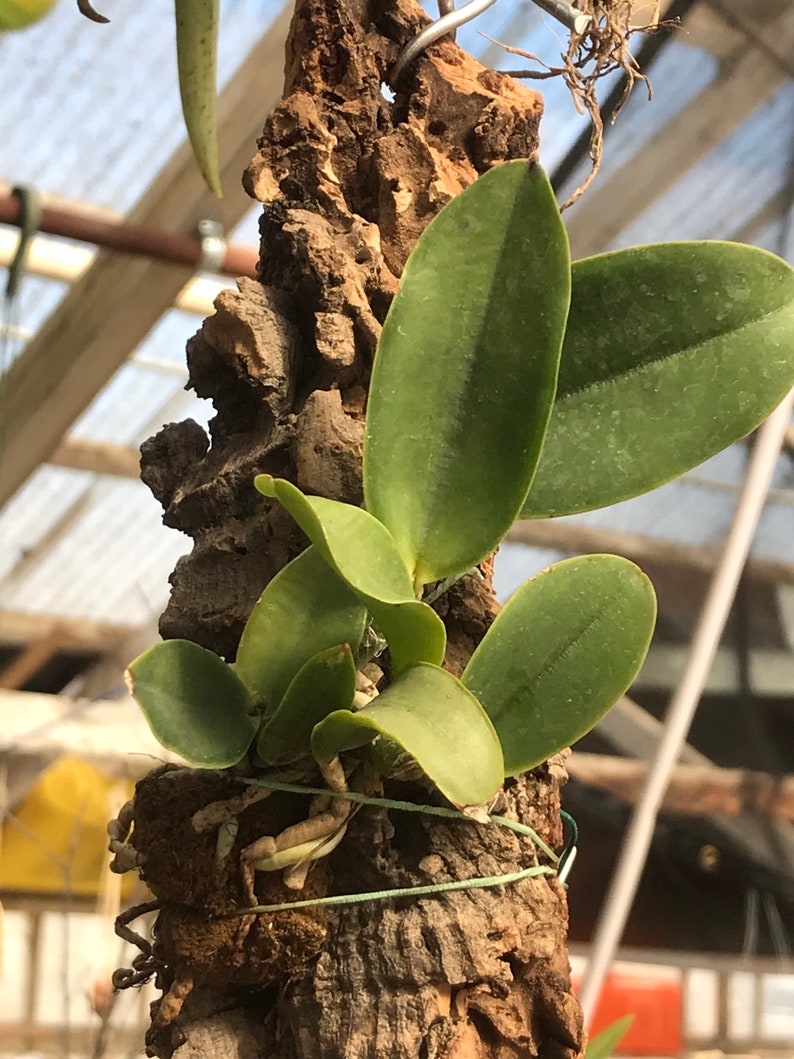 Cattleya walkeriana alba x coerulea MULTIGROWTH plants MOUNTED to CORK image 2