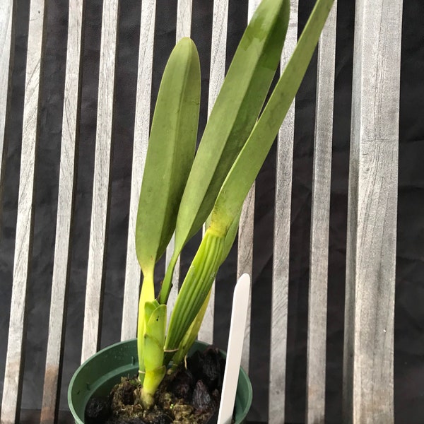 Laelia purpurata - BLOOMING SIZE shipped BAREROOT large plants!