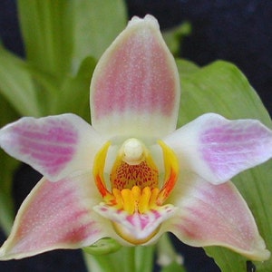 Chysis limminghei (syn. limminghii) - RARE SPECIES ORCHID