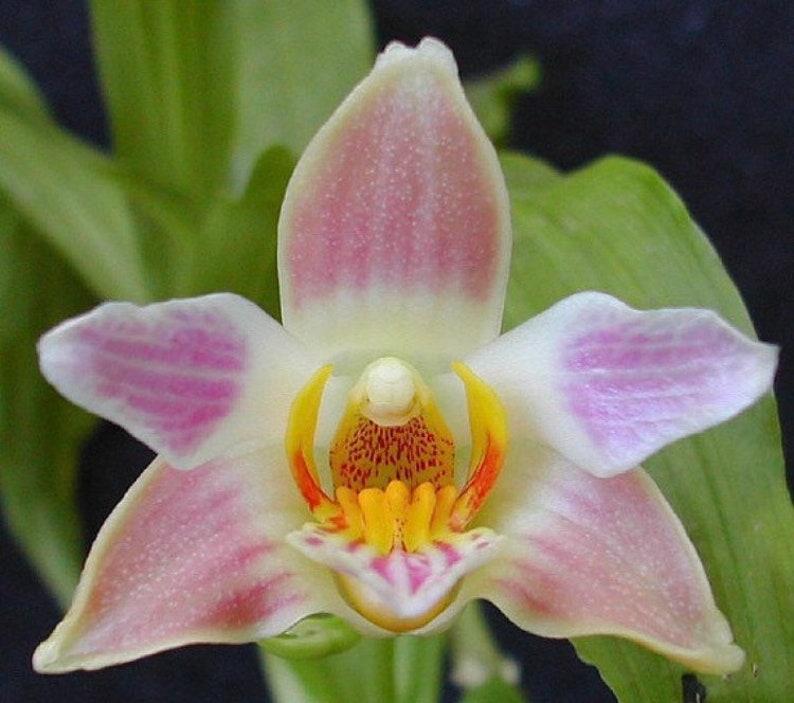 Chysis limminghei syn. limminghii RARE SPECIES ORCHID image 1