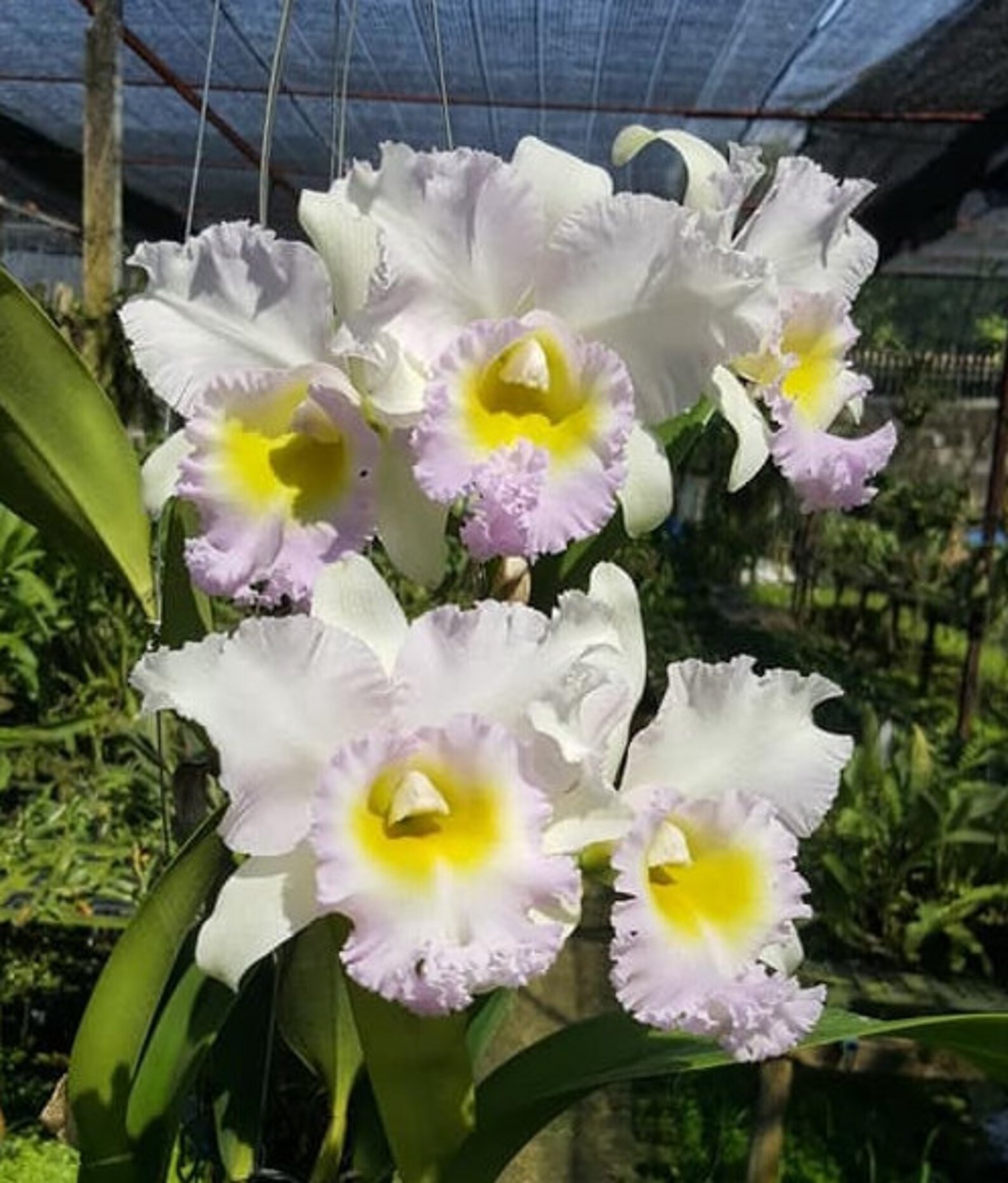 Rlc. Lovely Bangkok LARGE ORCHID Shipped Bare Root Etsy