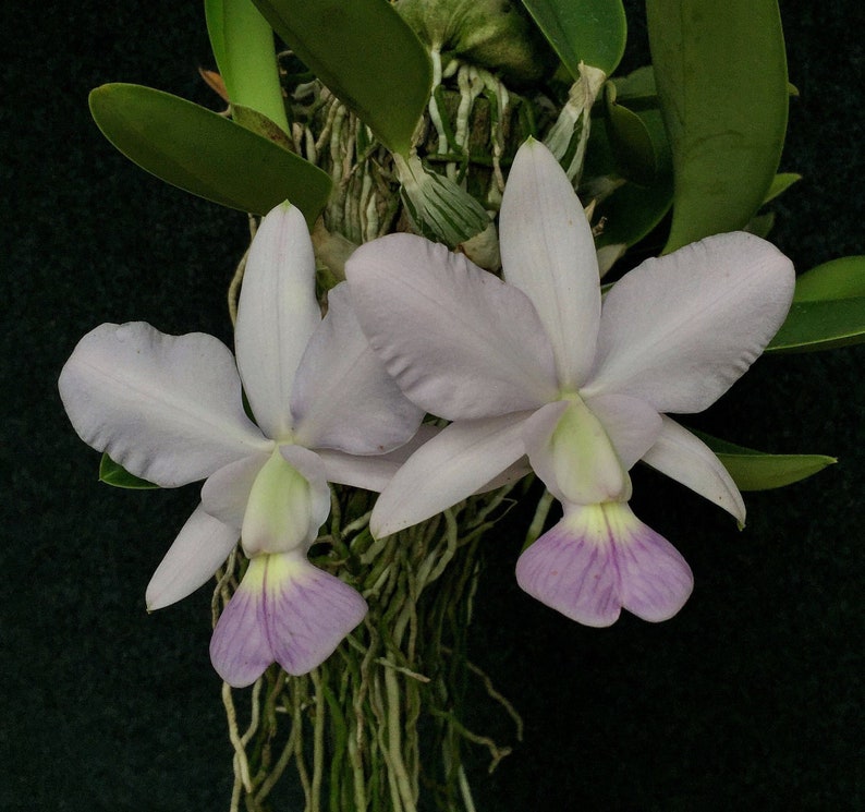 Cattleya walkeriana alba x coerulea MULTIGROWTH plants MOUNTED to CORK image 1