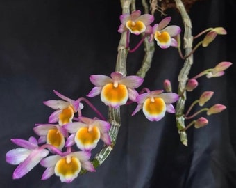 Dendrobium crepidatum - BLOOMING SIZE FLOWERING potted in basket