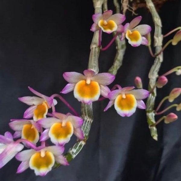 Dendrobium crepidatum - BLOOMING SIZE FLOWERING potted in basket