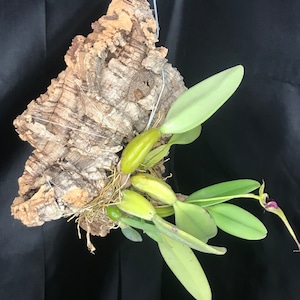 Bulbophyllum putidum LARGE MOUNTED Flowering size image 5