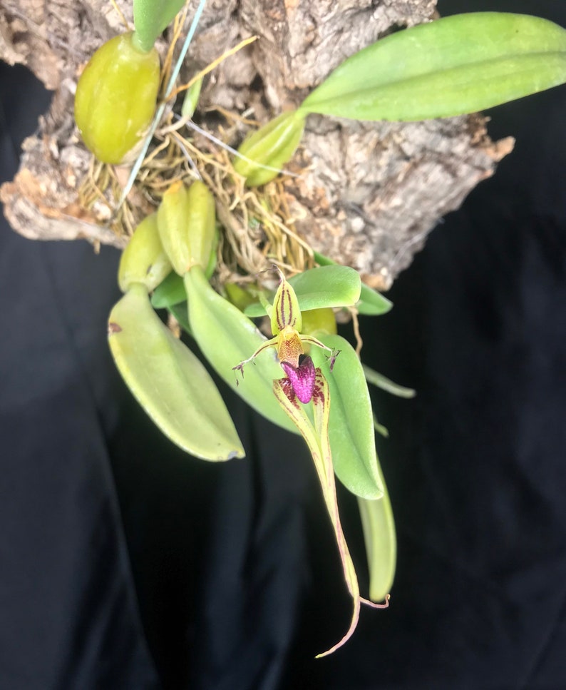 Bulbophyllum putidum LARGE MOUNTED Flowering size image 3