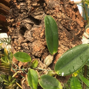 Cattleya walkeriana alba x coerulea MULTIGROWTH plants MOUNTED to CORK image 6