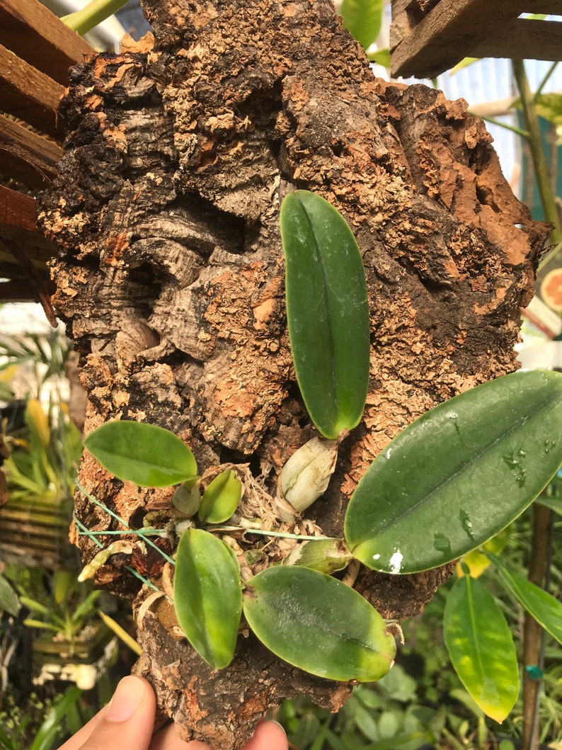 Cattleya walkeriana alba x coerulea MULTIGROWTH plants MOUNTED to CORK image 6