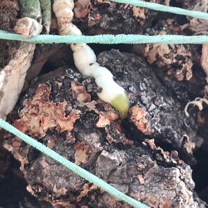 Cattleya walkeriana alba x coerulea MULTIGROWTH plants MOUNTED to CORK image 4