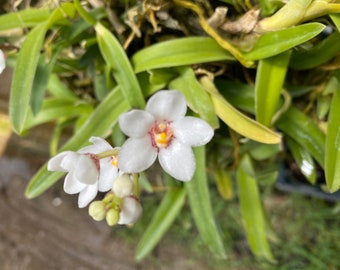 Sarchochilis hartmanii - RARE SPECIES ORCHID