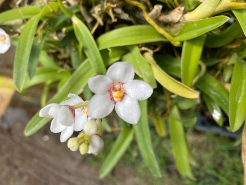 Sarchochilis hartmanii RARE SPECIES ORCHID image 1