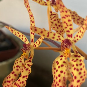 Renanthera monachica