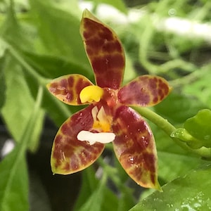 Phalaenopsis cornu-cervi Breda Blume & Rchb.f. 1860 Subgenus Phalaenopsis Section: Polychilos Breda Rchb.f image 1