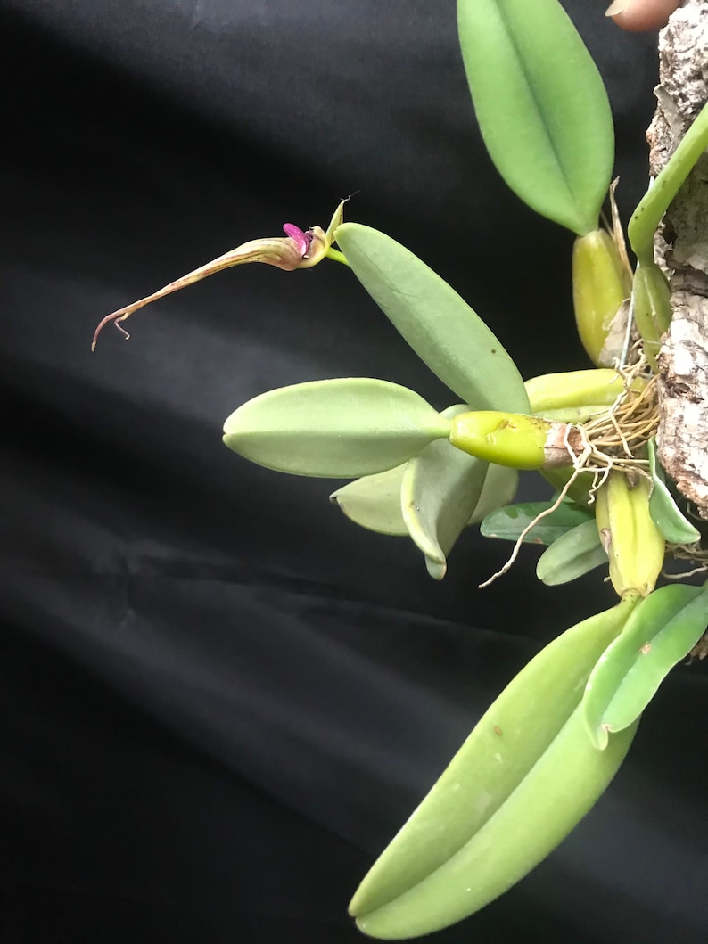 Bulbophyllum putidum LARGE MOUNTED Flowering size image 4
