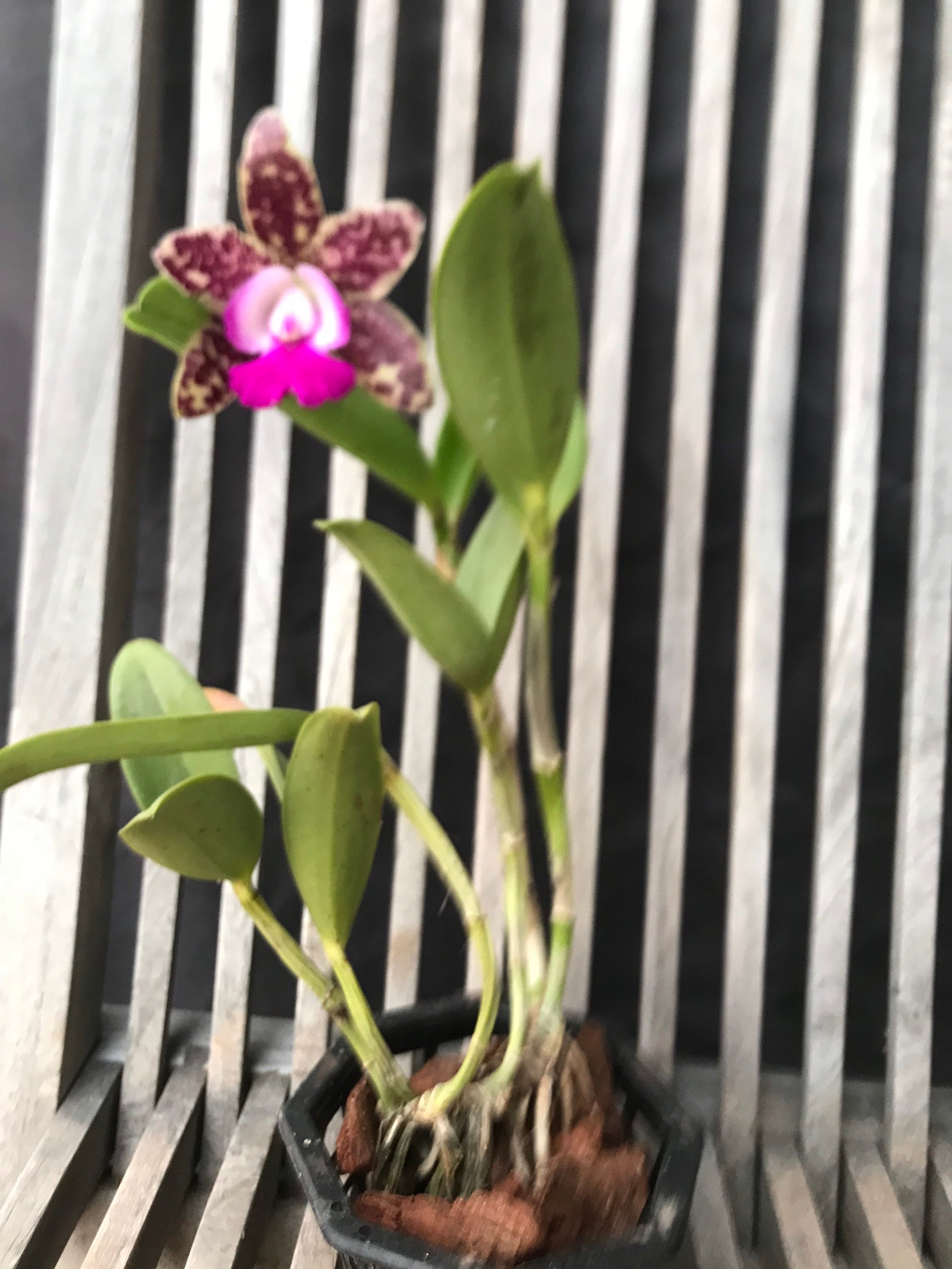 Cattleya Verde Smeraldo 'Orchid Queen' - Etsy Italia