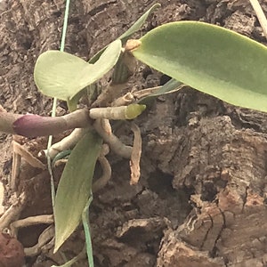 Cattleya walkeriana alba x coerulea MULTIGROWTH plants MOUNTED to CORK image 10