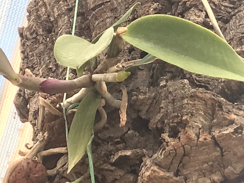 Cattleya walkeriana alba x coerulea MULTIGROWTH plants MOUNTED to CORK image 10