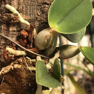 Cattleya walkeriana alba x coerulea MULTIGROWTH plants MOUNTED to CORK image 3